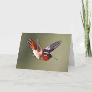 Rufous Hummingbird in Flight Card