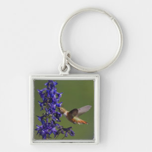 Rufous Hummingbird Key Ring
