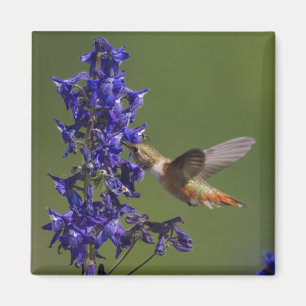 Rufous Hummingbird Magnet