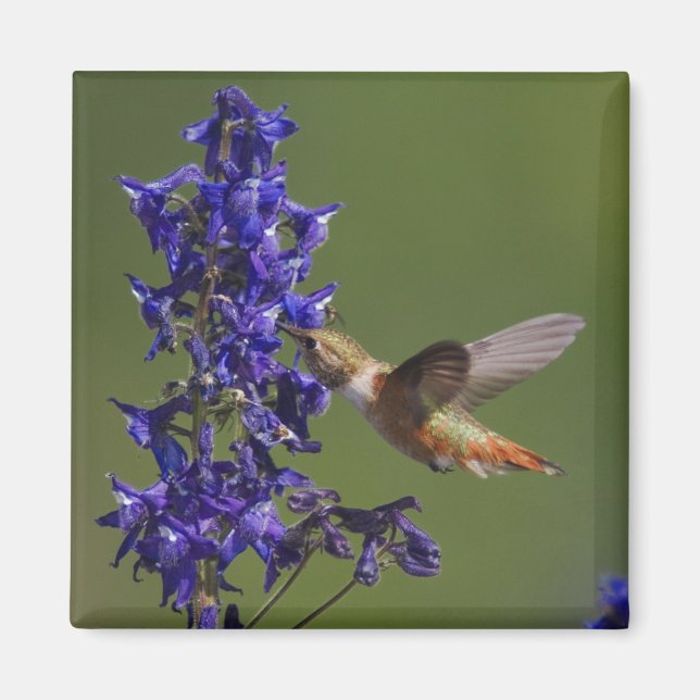 Rufous Hummingbird Magnet (Front)