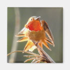 Rufous Hummingbird Magnet