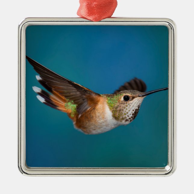 Rufous Hummingbird Metal Tree Decoration (Front)