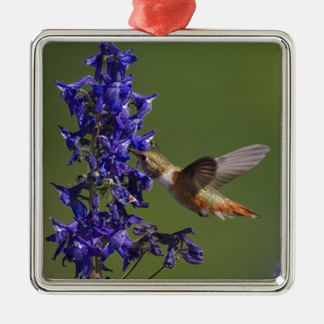 Rufous Hummingbird Metal Tree Decoration (Front)