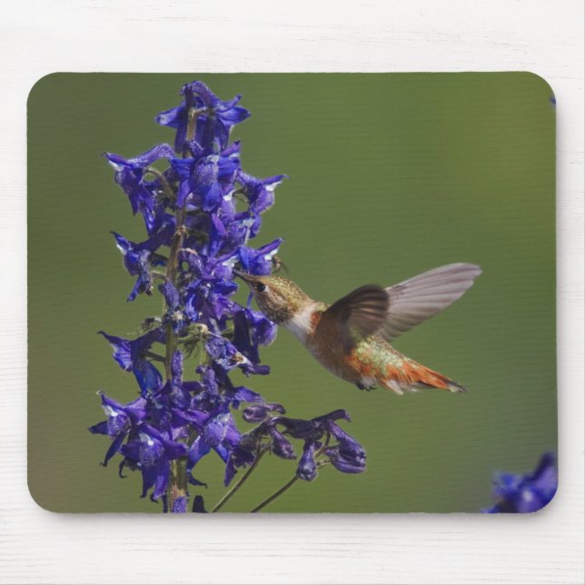 Rufous Hummingbird Mouse Mat (Front)