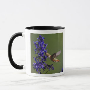 Rufous Hummingbird Mug