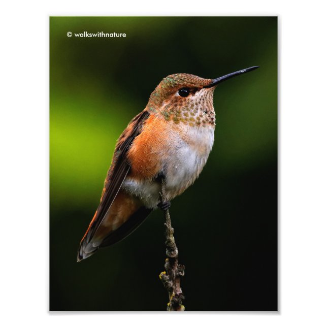 Rufous Hummingbird on the Hybrid Fruit Tree Photo Print (Front)