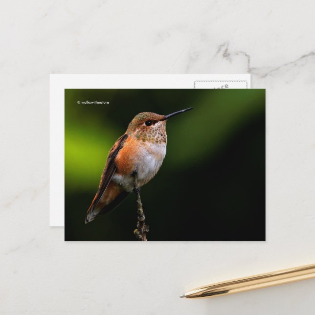 Rufous Hummingbird Perches on Fruit Tree Postcard (Front/Back In Situ)