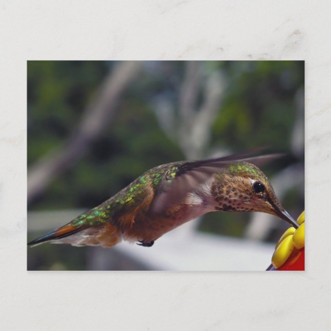 Rufous Hummingbird - Post Card (Front)