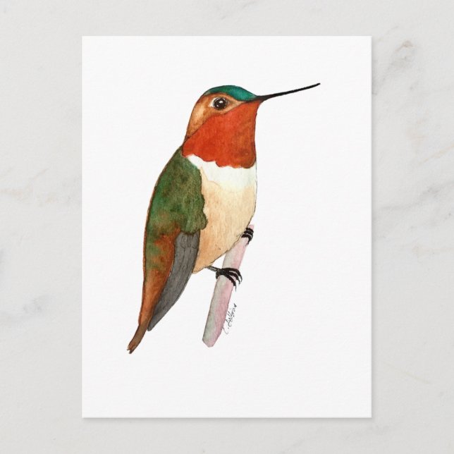Rufous Hummingbird Postcard (Front)