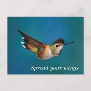 Rufous Hummingbird Postcard