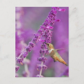 Rufous Hummingbird Postcard