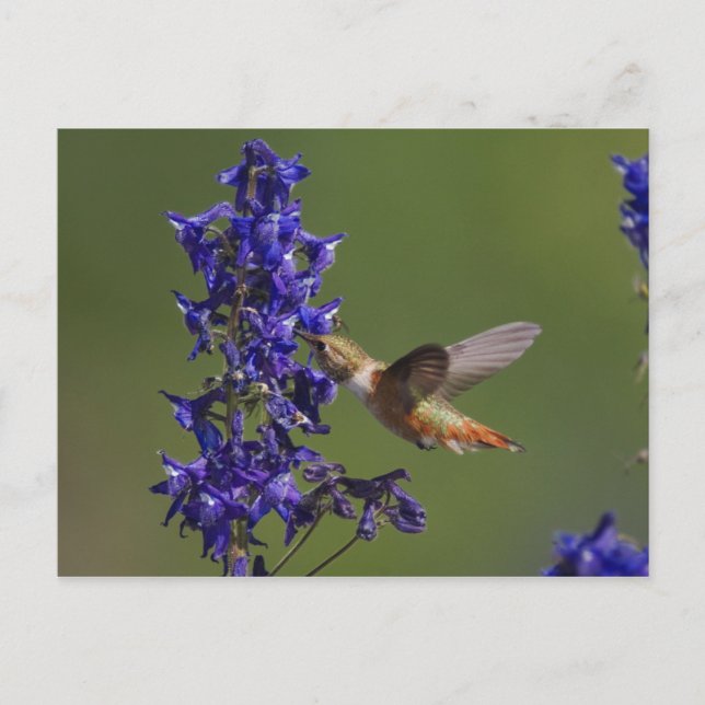 Rufous Hummingbird Postcard (Front)
