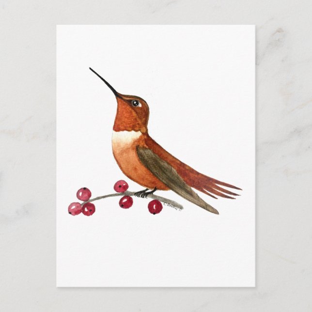 Rufous Hummingbird Postcard (Front)