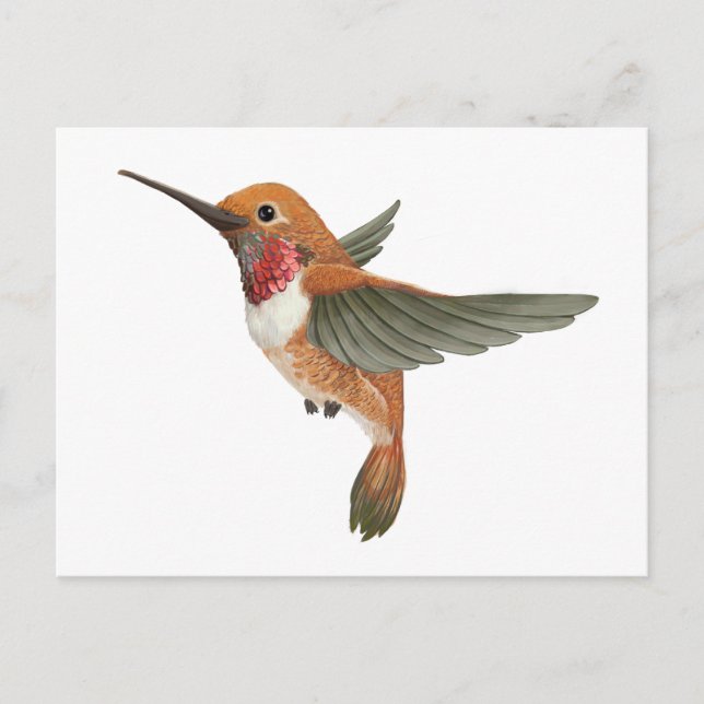 Rufous Hummingbird Postcard (Front)