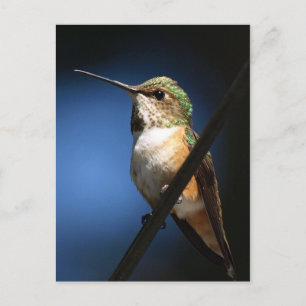 Rufous Hummingbird - Postcards