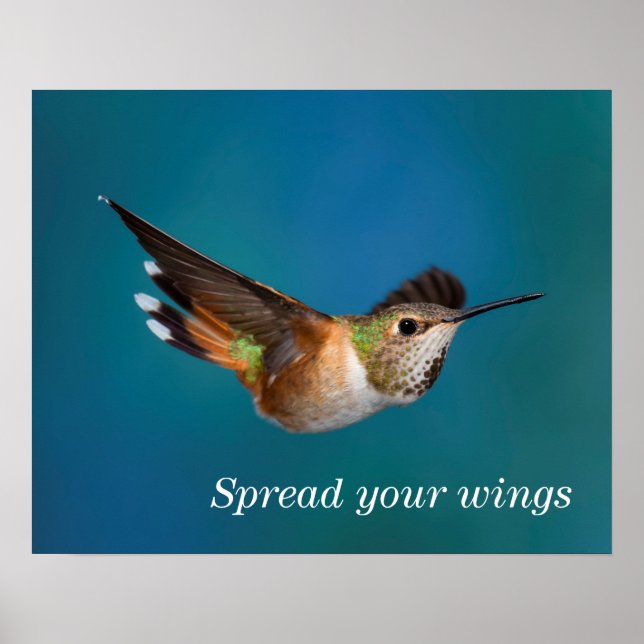 Rufous Hummingbird Poster (Front)