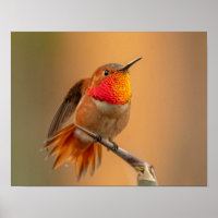 Rufous Hummingbird & Ruffled Feathers