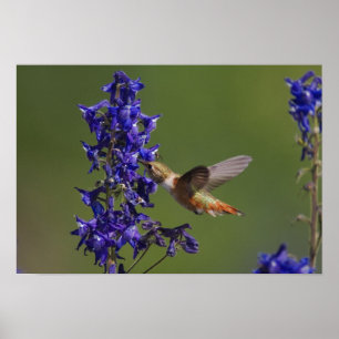 Rufous Hummingbird, Selasphorus rufus, female Poster