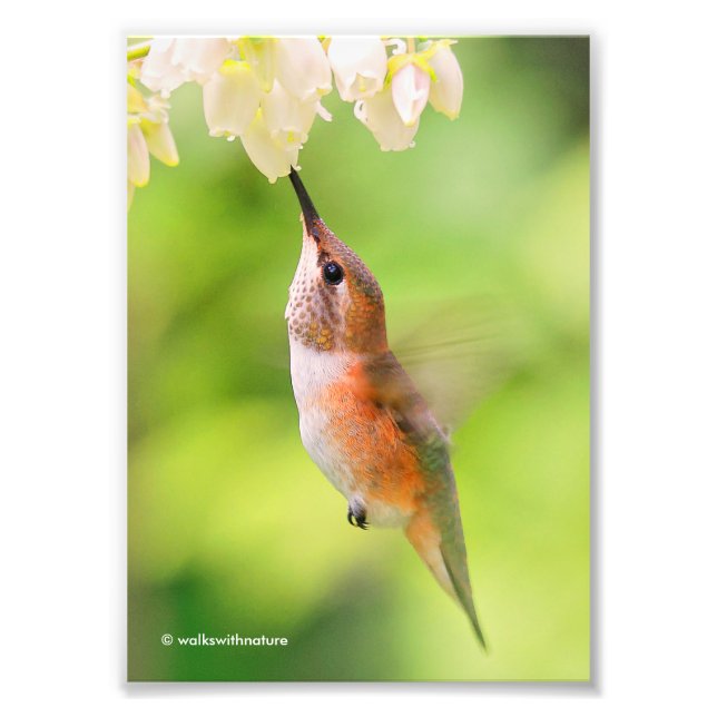 Rufous Hummingbird Sips Blueberry Blossom Nectar Photo Print (Front)
