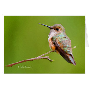 Rufous Hummingbird Sitting in the California Lilac