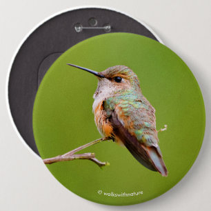 Rufous Hummingbird Sitting in the California Lilac 6 Cm Round Badge