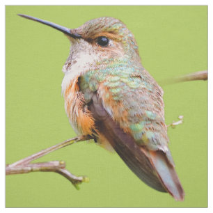 Rufous Hummingbird Sitting in the California Lilac Fabric