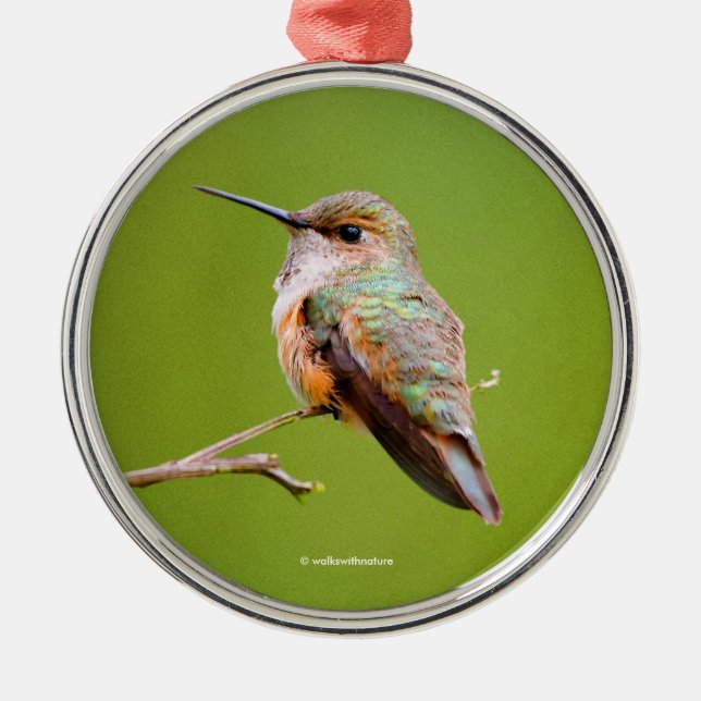 Rufous Hummingbird Sitting in the California Lilac Metal Tree Decoration (Front)