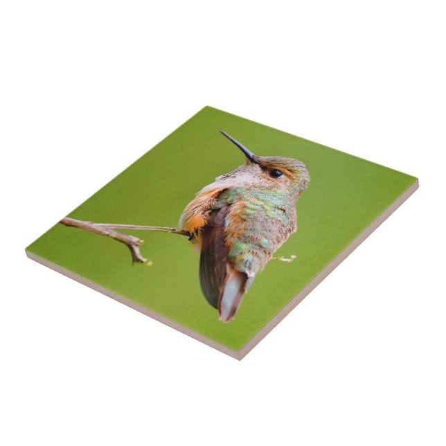 Rufous Hummingbird Sitting in the California Lilac Tile (Side)