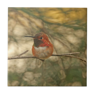 Rufous Hummingbird Sitting Tile