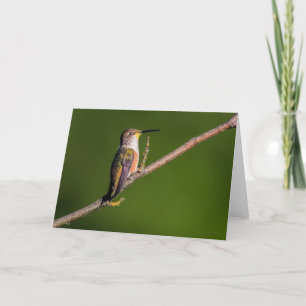 Rufous Hummingbird Sleep Thank You Card