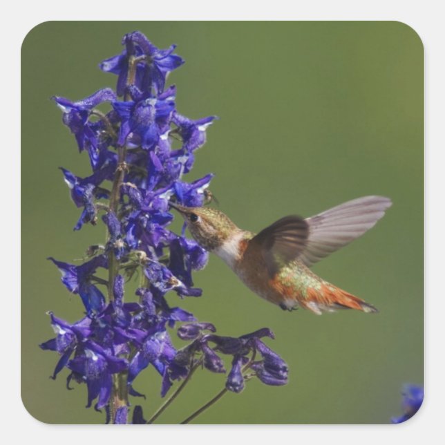 Rufous Hummingbird Square Sticker (Front)
