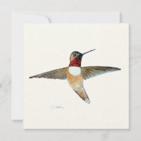 Rufous Hummingbird