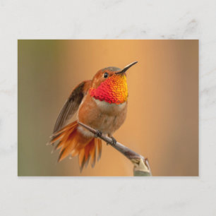 Rufous Hummingbird with Ruffled Feathers Postcard