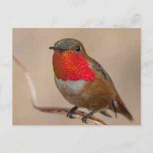 Rufous Hummingbird with Spectacular Orange Throat Postcard