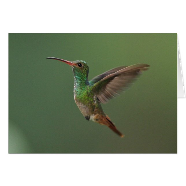 Rufous-tailed Hummingbird (Front Horizontal)
