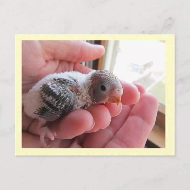 Rufus At 16 Days Old Postcard (Front)