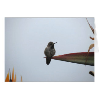 Rugged Hummingbird  2014