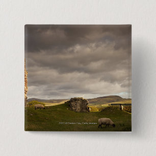Ruins Of Cessford Castle With Sheep Grazing 15 Cm Square Badge
