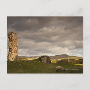 Ruins Of Cessford Castle With Sheep Grazing Postcard