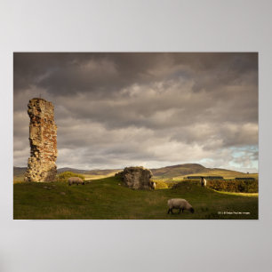 Ruins Of Cessford Castle With Sheep Grazing Poster