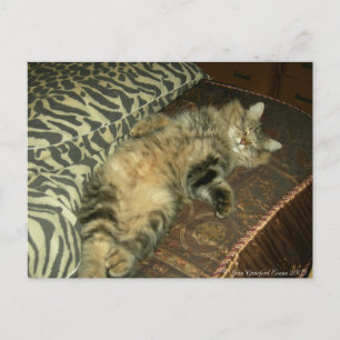 Rum Tum tummy Postcard