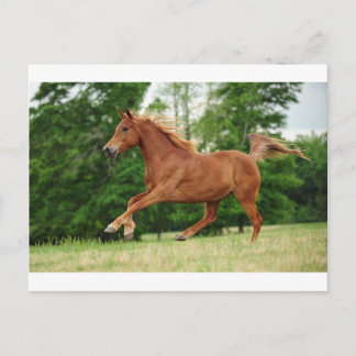 Run baby Run Postcard