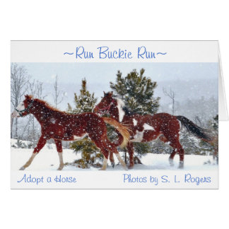 "Run Buckie Run"