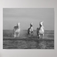 Run, white  horses, ocean, fine art photography