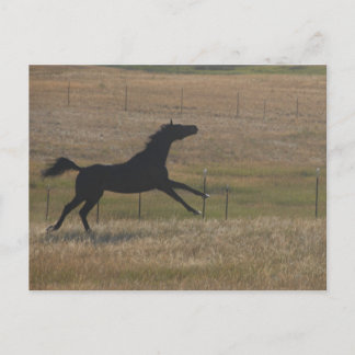 Run with The Wind Postcard