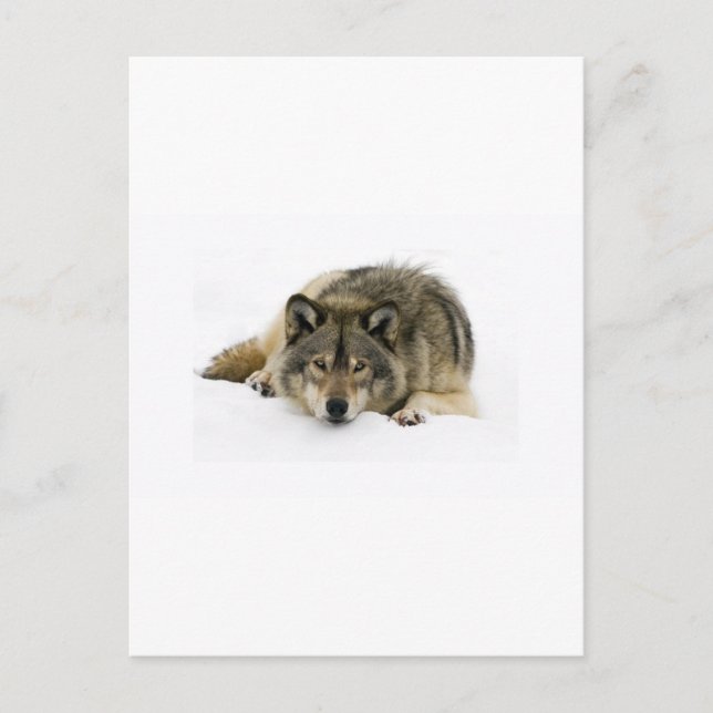 Run With The Wolf Postcard (Front)