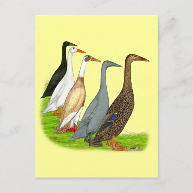 Runner Duck Assortment Postcard (Front)