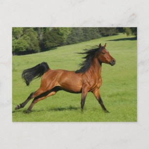 Running Arabian Horse Postcard