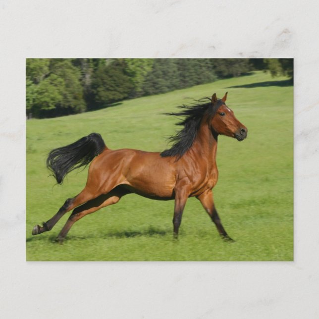 Running Arabian Horse Postcard (Front)