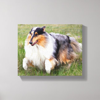 Running Blue Merle Collie Canvas Print